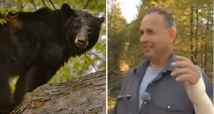 Björn, svartbjörn, Attack